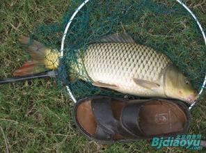 重庆大鲤鱼爆料视频最新,揭秘背后惊人真相